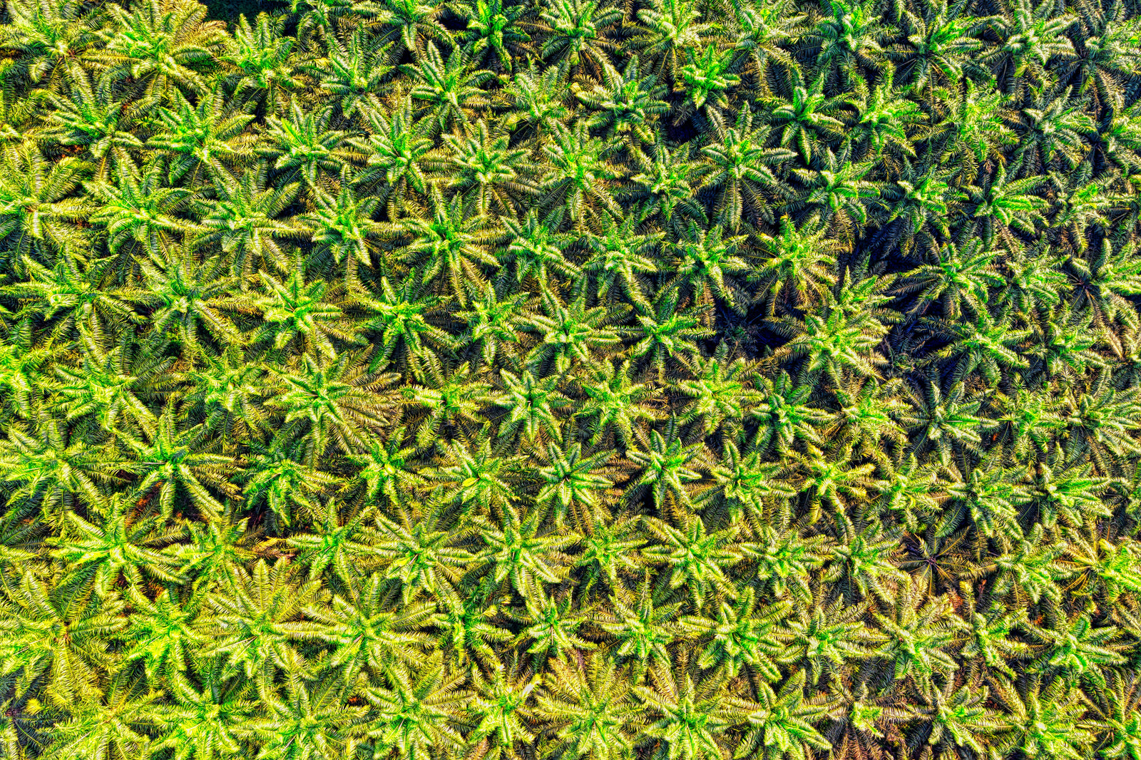 palm oil deforestation — why 2nd Ground soap bars are palm oil-free