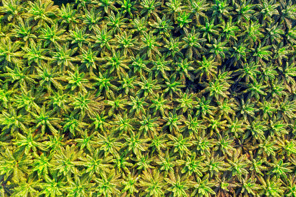palm oil deforestation — why 2nd Ground soap bars are palm oil-free